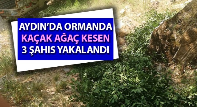 Ormanda kaçak ağaç kesen 3 şahıs yakalandı