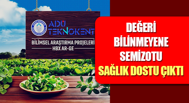 Semizotu, sağlık dostu çıktı