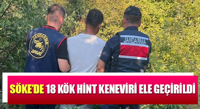 Söke’de 18 kök hint keneviri ele geçirildi