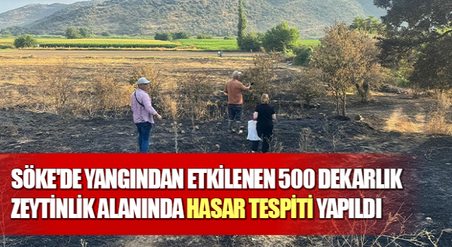 Söke'de 500 dekarlık zeytinlik alanında hasar tespiti yapıldı