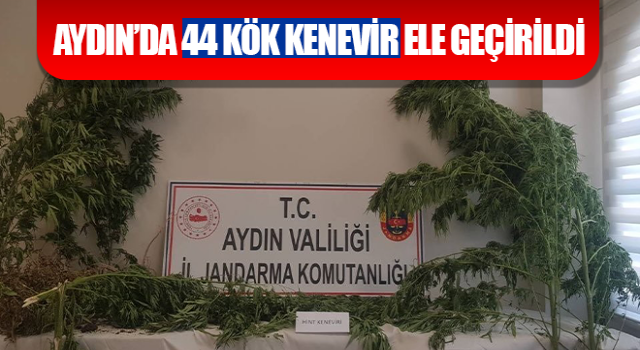 Aydın’da 44 kök kenevir ele geçirildi