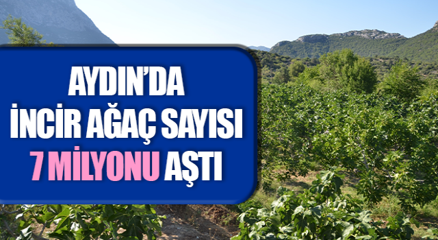 Aydın’da incir ağaç sayısı 7 milyonu aştı