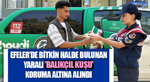 Bitkin halde bulunan yaralı 'balıkçıl kuşu' koruma altına alındı