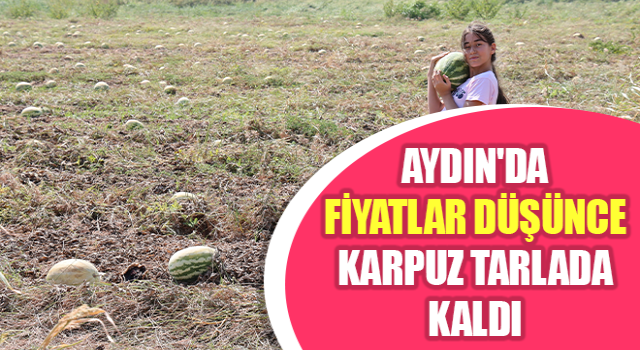 Fiyatlar düşünce karpuz tarlada kaldı