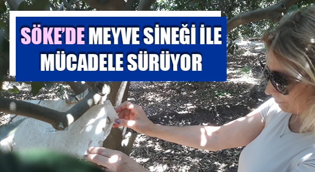 Söke’de meyve sineği ile mücadele sürüyor