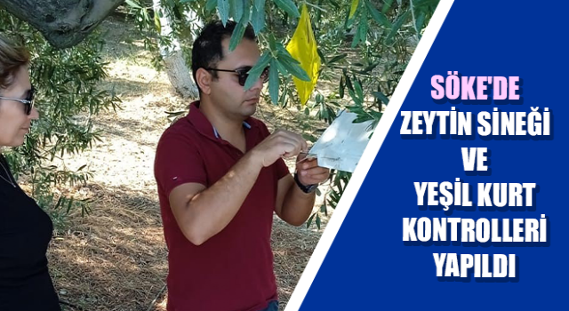 Söke'de zeytin sineği ve yeşil kurt kontrolleri yapıldı