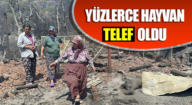 Yüzlerce hayvan telef oldu