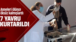 7 yavru kurtarıldı