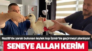 Nazilli'de yaralı halde bulunmuştu