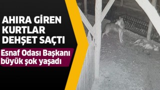 Ahıra giren kurtlar dehşet saçtı