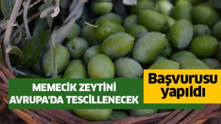  Aydın Memecik Zeytini, Avrupa’da tescillenecek