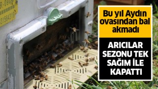  Bu yıl Aydın ovasından bal akmadı