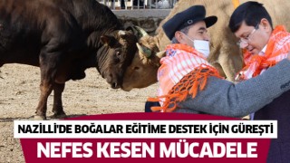 Nazilli'de boğalar eğitime destek için güreşti