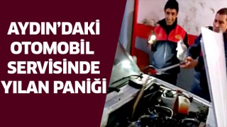 Aydın’da yılan paniği