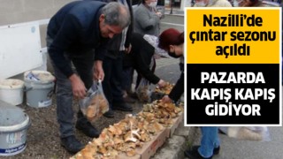 Çıntar sezonu açıldı