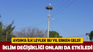 Aydın'a ilk leylek bu sene erken geldi