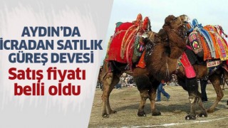 İcradan satılık güreş devesi