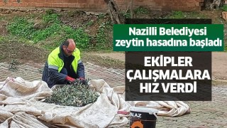 Nazilli Belediyesi zeytin hasadına başladı