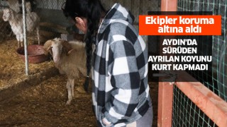 Sürüsünden ayrılan koyun korumaya alındı