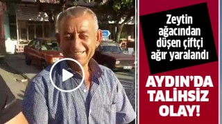 Zeytin ağacından düşen çiftçi ağır yaralandı