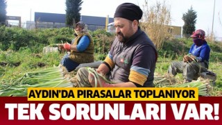 Aydın'da pırasalar toplanıyor: Tek sorunları var