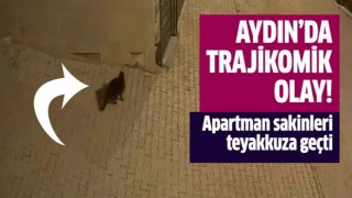 Aydın'da trajikomik olay!