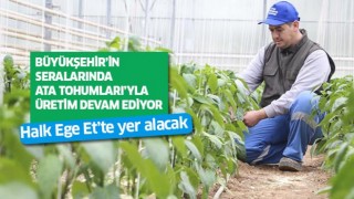 Büyükşehir’in seralarında Ata Tohumları’yla üretim devam ediyor