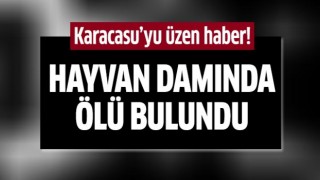 Damda ölü bulundu