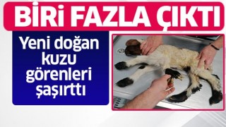 Yeni doğan kuzu görenleri şaşırttı