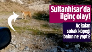 Aç kalan sokak köpeği bakın ne yaptı?