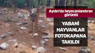 Aydın'da heyecanladıran görüntü