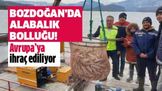 Bozdoğan'da alabalık bolluğu