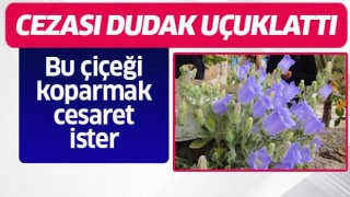 Bu çiçeği koparmak cesaret ister