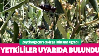 Karacasu'da zeytin ağaçlarını çekirgeler istila etti