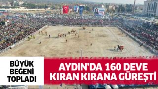 Aydın'da 160 deve kıran kırana güreşti