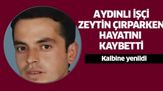 Aydınlı işçi zeytin çırparken kalbine yenildi