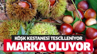 Köşk Kestanesi marka oluyor