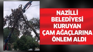 Nazilli Belediyesi’nden kuruyan çam ağaçları için önlem