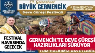 Germencik'te deve güreşi hazırlıkları sürüyor