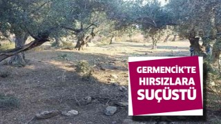 Germencik'te zeytin hırsızı suçüstü yakalandı