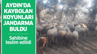 Aydın'da kaybolan koyunları jandarma buldu