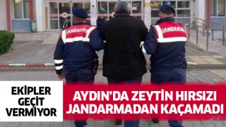 Aydın'da zeytin hırsızı jandarmadan kaçamadı