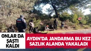 Jandarma bu kez sazlık alanda yakaladı