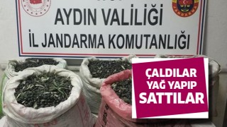 Sultanhisar'da yağ hırsızları enselendi