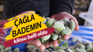 Aydın’da çağla bademin kilosu belli oldu