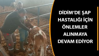 Aydın'da şap hastalığı için aşılama çalışmaları devam ediyor