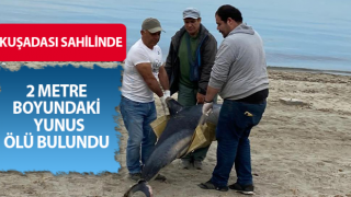 Kuşadası’nda ölü yunus kıyıya vurdu