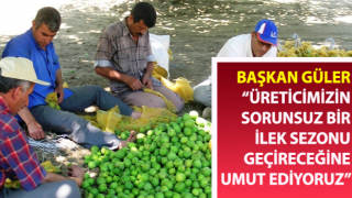 Aydın’da ilek bereketi