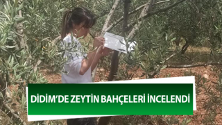 Aydın’da zeytin bahçeleri incelendi