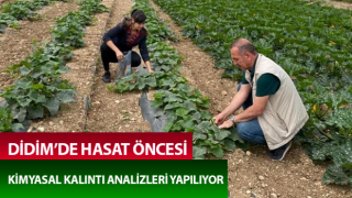 Hasat öncesi kimyasal kalıntı analizleri yapılıyor